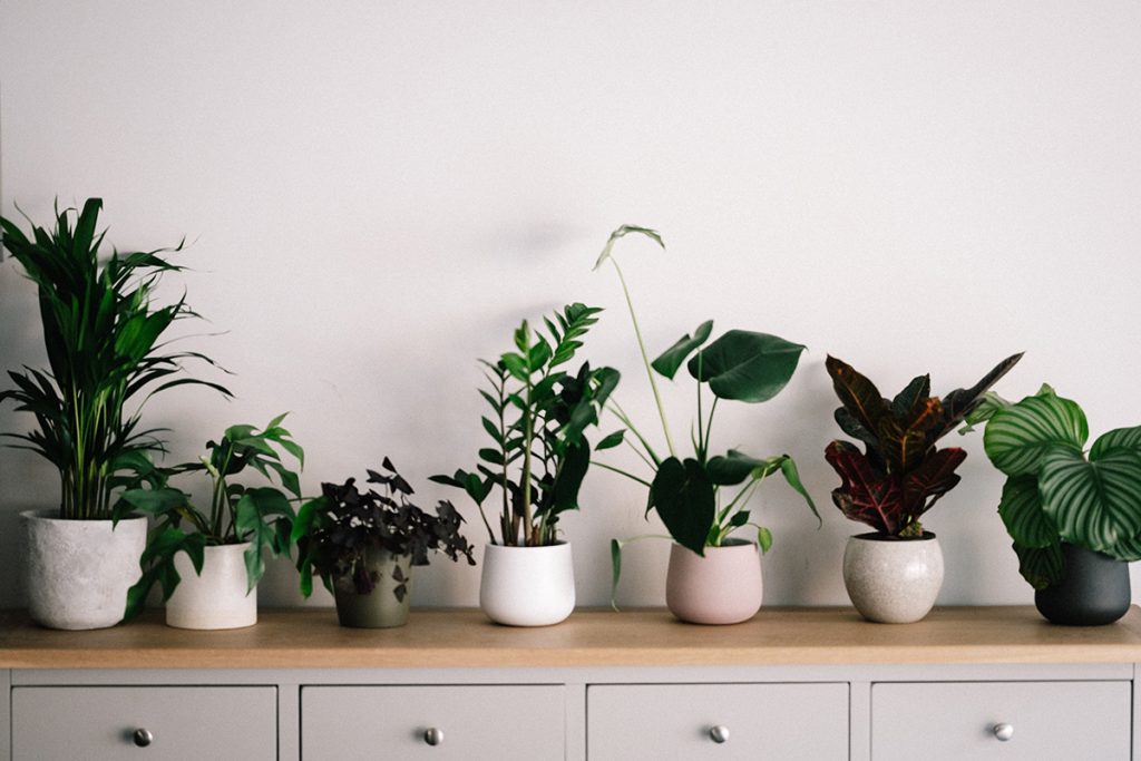 The indoor Air in Your Home is Polluted – Here Are 3 Plants That Can Detox the Air.
